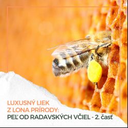 Foto - Luxusný liek z lona prírody: Peľ od radavských včiel.